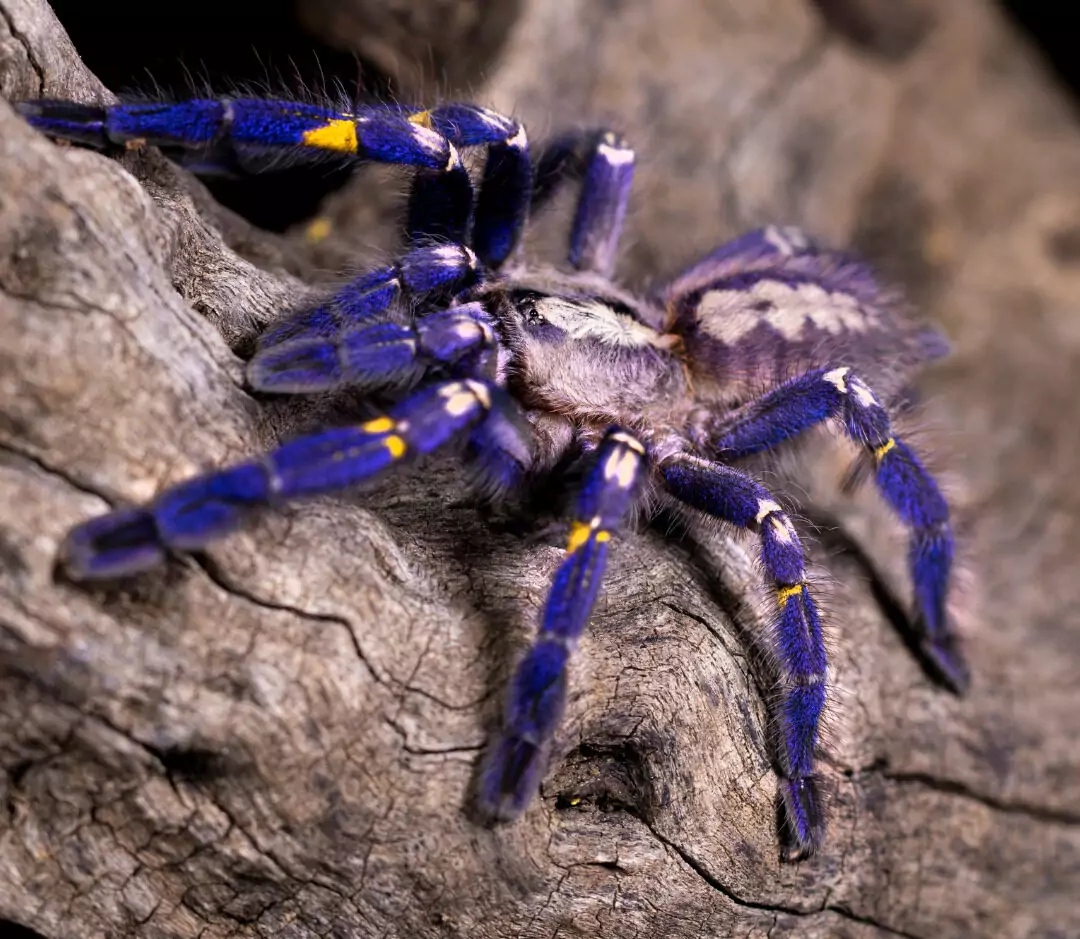 Sapphire Ornamental Spider